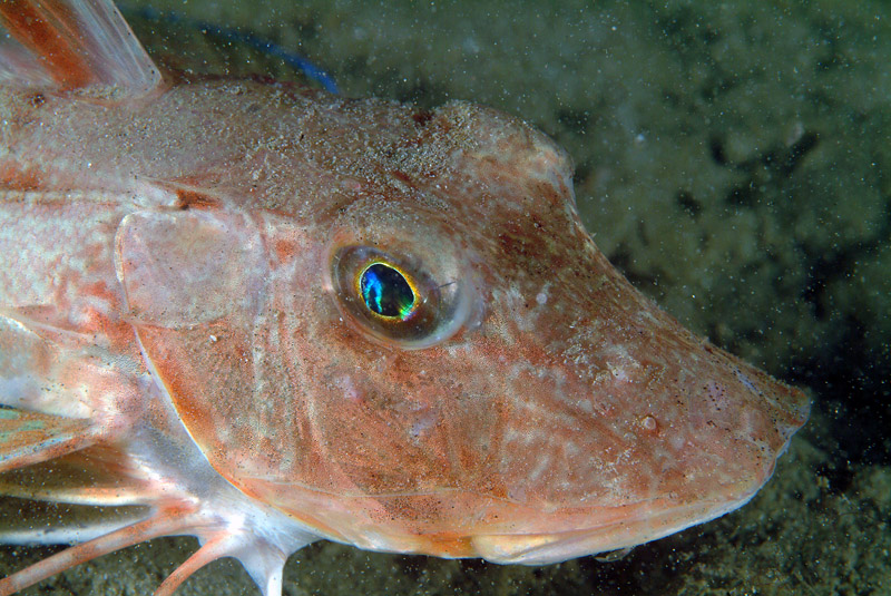 Triglide da determinare (Chelidonichthys lucerna)